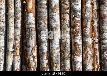 grumes de bouleau en rangées. les arbres sont empilés avec des piles. bois. Photo de haute qualité Banque D'Images