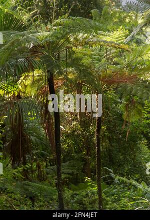 Fougères arborescentes (Cyathea cooperi, fougères lancères, fougères des arbres squameux, fougères des arbres de Cooper) qui poussent dans la forêt tropicale sous-tropicale de Tamborine Mountain, Queensland. Banque D'Images