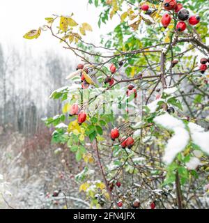 Rosier recouvert de feuilles vertes et de baies rouges mûres dans la neige dans la forêt d'hiver Banque D'Images