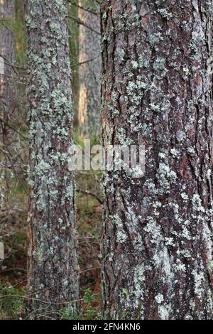 troncs de pins forestiers recouverts de lichen en gros plan Banque D'Images