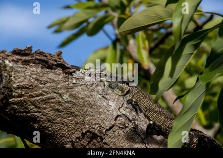 Goanna, moniteur de dentelle, moniteur d'arbre, Varanus varius. Un grand reptile lourd se cachant dans un arbre d'avocat (persea americana) Queensland, Australie. Banque D'Images