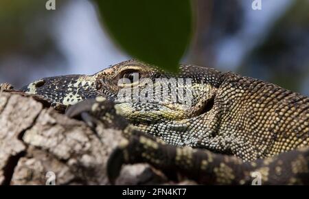 Goanna, moniteur de dentelle, moniteur d'arbre, Varanus varius. Un grand reptile lourd se cachant dans un arbre d'avocat (persea americana) Queensland, Australie. Banque D'Images