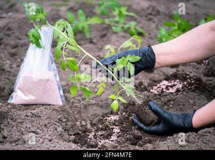 Les mains femelles d'un fermier en gants noirs tiennent un germe de plants de tomates avant de planter dans le sol contre le fond de l'engrais dans un sac Banque D'Images