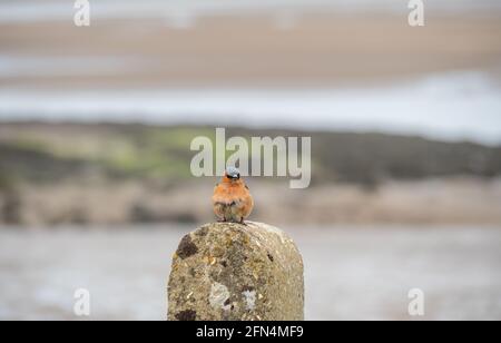 Chaffinch sur un poste de fencepost faisant face à la caméra, c'est-à-dire Fringilla coelebs. Banque D'Images