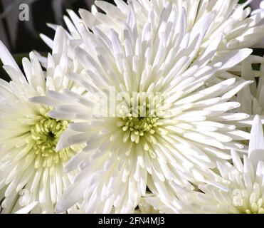 fleur de crysanthemum blanche Banque D'Images