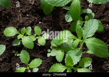 Dans le jardin d'ornement pousse de jeunes plantules de Verbena officinalis le soleil de fin de printemps Banque D'Images