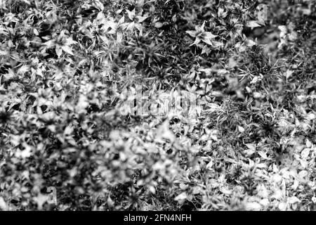Mousse marron-vert sèche, image macro. Photo en noir et blanc. Banque D'Images