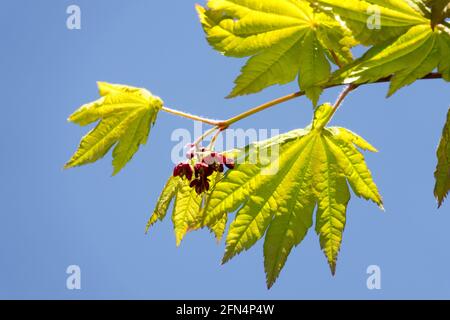 Acer japonicum Vitifolium fleur feuilles de printemps Banque D'Images