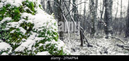 Mousse vert vif recouverte de neige dans la forêt, gros plan Banque D'Images