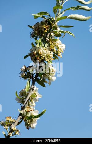 Weping Willouwaf Pyrus salicifolia pendula Banque D'Images