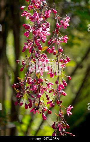 Weeping Malus Royal Beauty fleurs d'arbre Banque D'Images