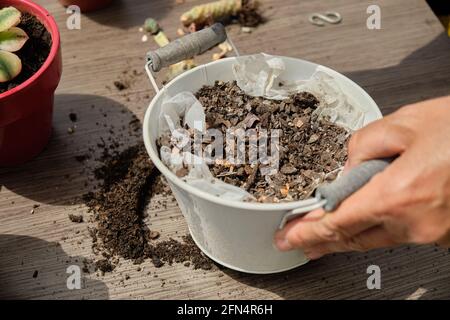 Gros plan des mains de la femme plantant des graines dans une boîte pot Banque D'Images