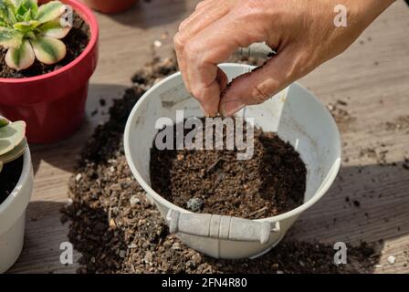 Gros plan des mains de la femme plantant des graines dans une boîte pot Banque D'Images