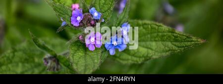 Panorama des fleurs de Wood Forget-Me-Not, Myosotis sylvatica, au printemps au Royaume-Uni Banque D'Images