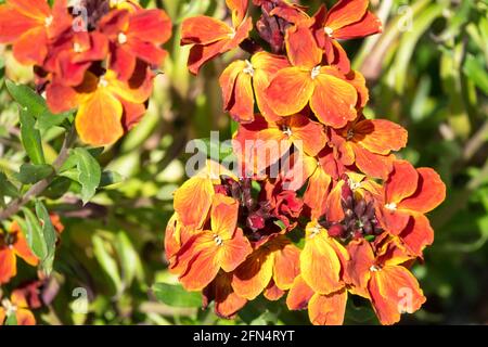 Fleur de Wallflower commune Erysimum cheiri sucre Rush fleur rouge Banque D'Images