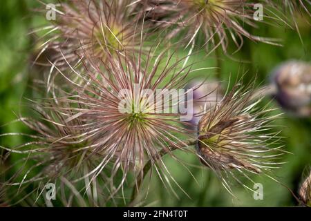 Les têtes de graines moelleuses de paqueflower, Pulsatilla vulgaris, au printemps au Royaume-Uni Banque D'Images