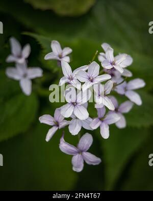 Gros plan de fleurs d'honnêteté vivace, Lunaria rediviva, au printemps sur fond sombre Banque D'Images