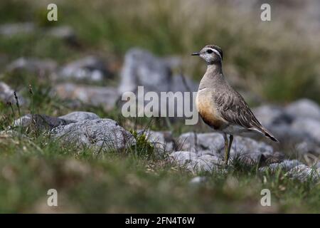 Dotterel mâle sauvage (Charadrius morinellus) sur une plaine de montagne écossaise Banque D'Images