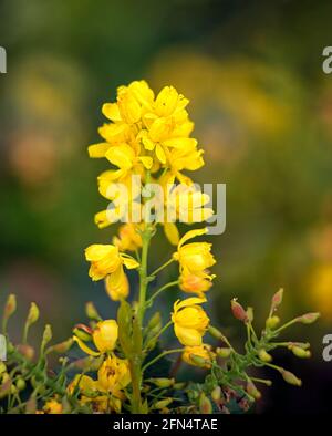 Gros plan des fleurs du raisin de l'Oregon, Mahonia aquafolium 'Apollo', au printemps Banque D'Images