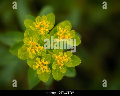 Gros plan des fleurs de l'Euphorbia epithymoides 'Major', au printemps, sur fond sombre Banque D'Images