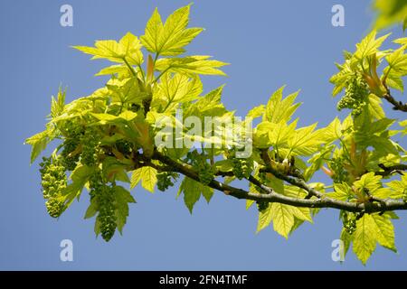 Feuilles d'arbre de Sycamore Acer pseudoplatanus Leopoldii feuilles de fleurs sur la branche Banque D'Images