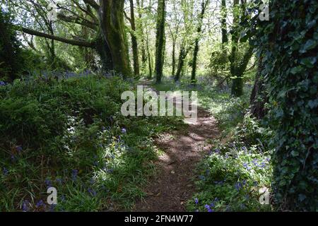 Chemin à travers le paysage de Bluebell Wood Banque D'Images