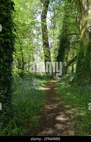 Chemin à travers le portrait de Bluebell Wood Banque D'Images