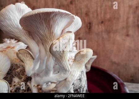 Culture de champignons dans un pot d'argile Banque D'Images