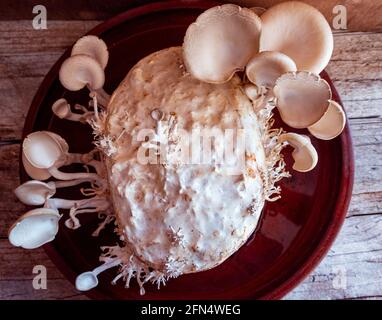 Culture de champignons dans un pot d'argile Banque D'Images