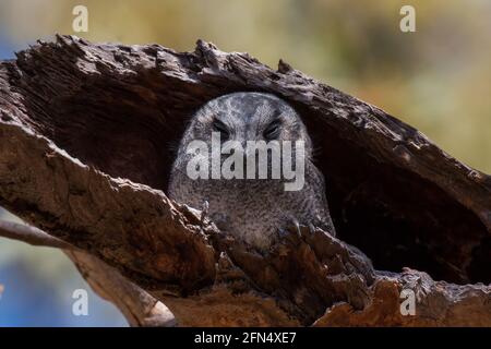 Owlet-Nightjar, Ellis Brook Valley, Australie occidentale Banque D'Images