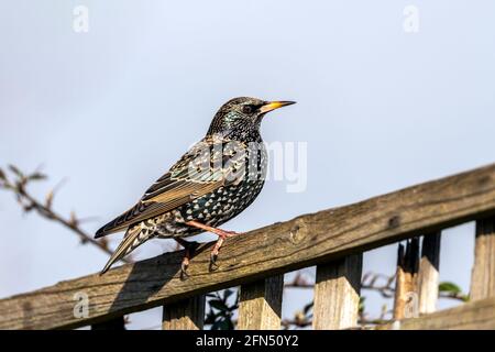 Oiseau de Starling commun (Stunus vulgaris) perché sur une clôture qui se trouve au Royaume-Uni et en Europe, photo de stock image Banque D'Images