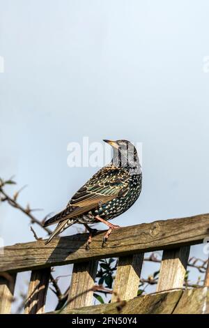 Oiseau de Starling commun (Stunus vulgaris) perché sur une clôture qui se trouve au Royaume-Uni et en Europe, photo de stock image Banque D'Images