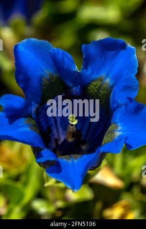 Gentiana occidentalis plante à fleurs de printemps avec une fleur de printemps bleue communément connue sous le nom de gentiane pyrénéenne trompette, image de stock photo Banque D'Images