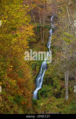 Rivière Toran et chute d'eau de la Saut d'Arbaet, en automne, dans la vallée de la Toran (Vallée de l'Aran, Catalogne, Espagne, Pyrénées) ESP: Río de Toran y cascada en otoño Banque D'Images