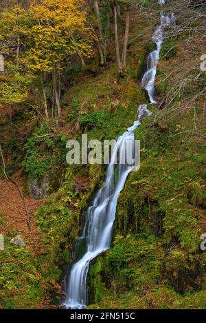 Rivière Toran et chute d'eau de la Saut d'Arbaet, en automne, dans la vallée de la Toran (Vallée de l'Aran, Catalogne, Espagne, Pyrénées) ESP: Río de Toran y cascada en otoño Banque D'Images