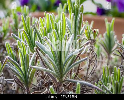 Lavandula angustifolia, lavande au printemps, Bavière, Allemagne, Europe Banque D'Images