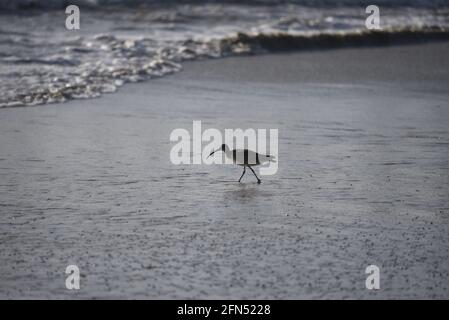 Willet Shorebird (Tringa semipalmata) sur le sable humide d'Imperial Beach à San Diego, Californie Etats-Unis. Banque D'Images