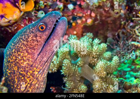 Moray géant, Moray Eel, Gymnothorax javanicus, Parc National Marin Bunaken, Bunaken, Sulawesi du Nord, Indonésie, Asie Banque D'Images