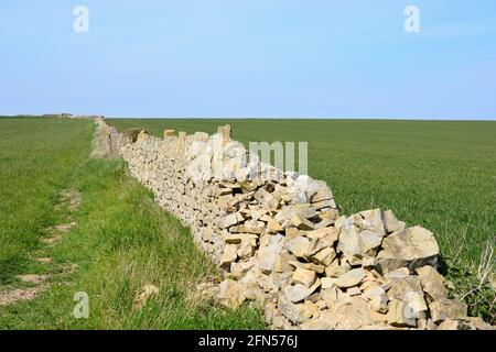 Terres agricoles verdoyantes et vieux murs en pierre sur le Sommet de la falaise de Nash point le long du chemin côtier de Llantwitt Major à la plage d'Aberthaw Banque D'Images