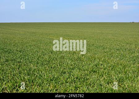 Terres agricoles verdoyantes et vieux murs en pierre sur le Sommet de la falaise de Nash point le long du chemin côtier de Llantwitt Major à la plage d'Aberthaw Banque D'Images