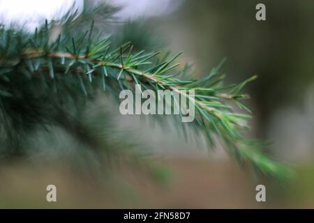 PIN à feuilles courtes - Pinus echinata Banque D'Images