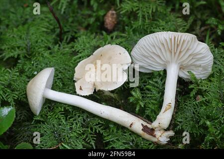 Tricholoma inamoenum, connu sous le nom de Knight, gazeuses de la Finlande aux champignons sauvages Banque D'Images