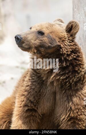 Un ours brun syrien dans un refuge à Téhéran, en Iran Banque D'Images