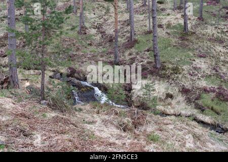 Forêt de pins à travers laquelle coule un ruisseau de montagne Banque D'Images