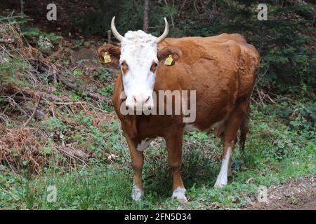 Vache blanche rouge en forêt Banque D'Images