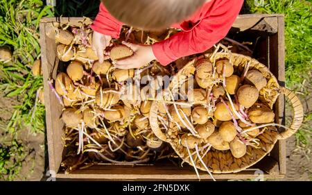 l'enfant aide à planter des pommes de terre dans le sol Banque D'Images