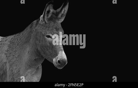 Donkey noir et blanc sur fond noir Banque D'Images