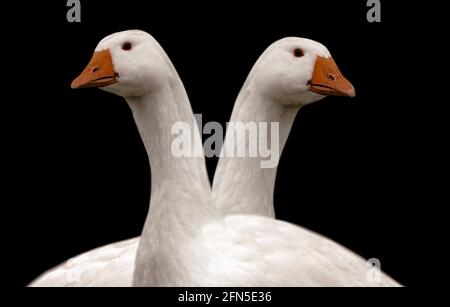 Deux jolies petites plumes d'oiseau d'oie domestique Banque D'Images