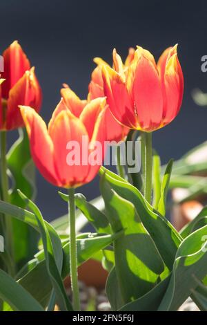 Tulipa schrenkii fleur tulipes rouges Banque D'Images