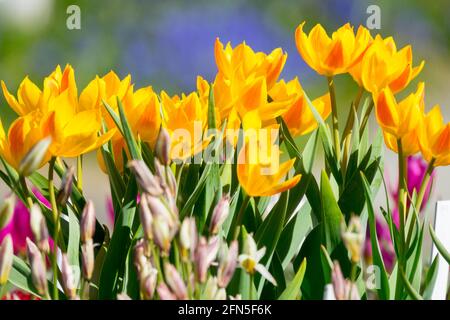 Tulipa heweri tulipes naines jaunes Spring Garden Floroming Plant Fleur tulipes jaunes petites touffes d'espèces Tulip Group Tiny Flowers floraison mai Banque D'Images